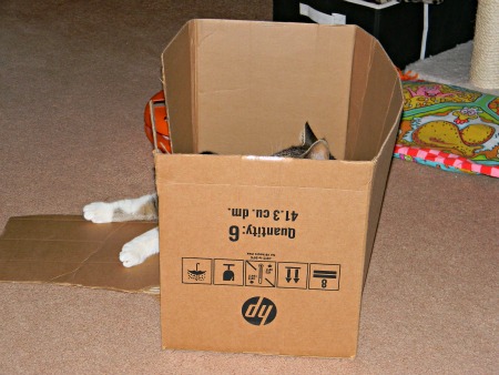 Anakin in a box
