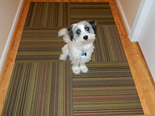 Our dog Espn on our FLOR tiles in the hallway.