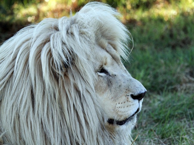 Lion Mane