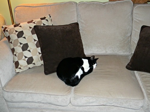 Our cat Bella sleeping on our couch when she knows she's not suppose to.