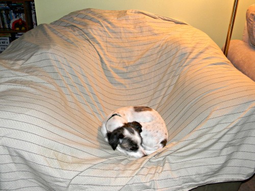 Our dog Espn sleeping on the ugly bed sheet that protects my husband's favorite chair.