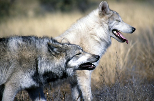 Wolves