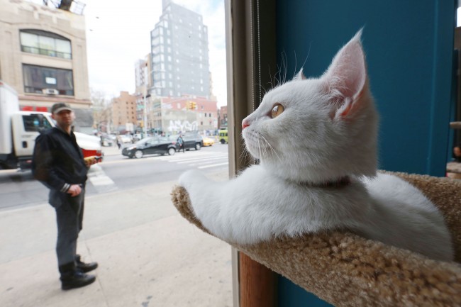 Cat Cafe Purina ONE NYC