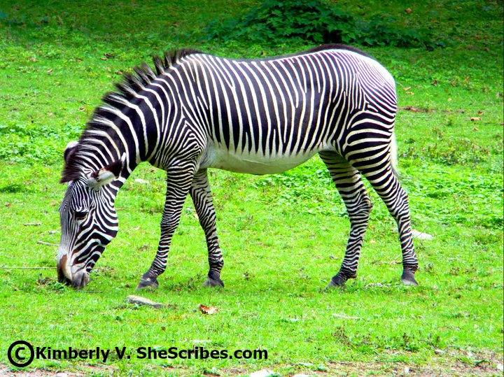 Zebra at the Bronx Zoo - Kimberly V. at SheScribes.com