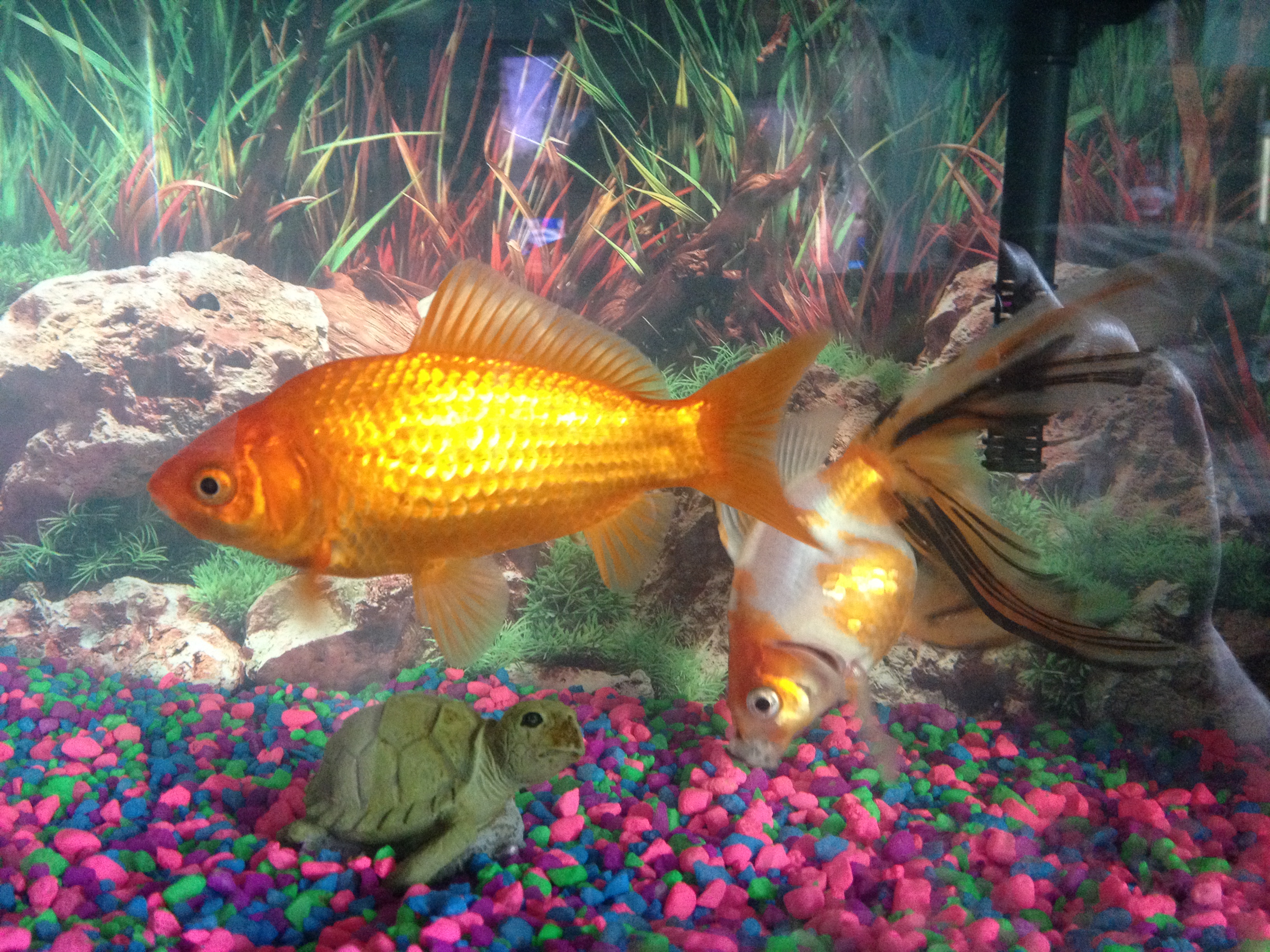 Our fish - Fishy (orange) and Wishy (white/orange)