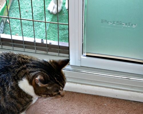 One of our cats checking out the door. It took him a day or two to understand how to use it - now he runs in and out of it. 