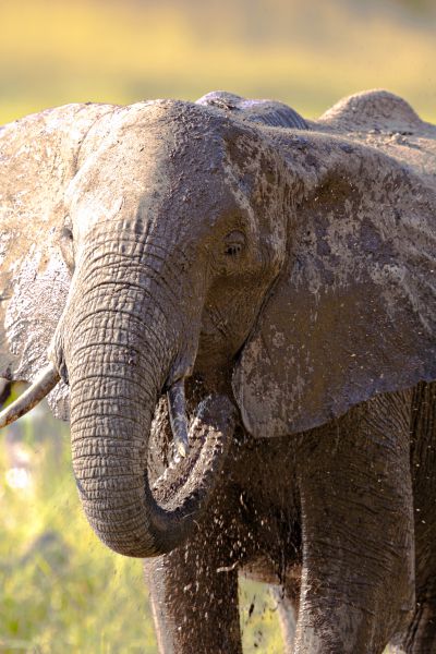 Elephant splashing and covering itself with mud. This helps as a sunscreen, to cool the skin down in the hot sun and to repel irritating insects. (Photo credit: © Earth Touch LTD)
