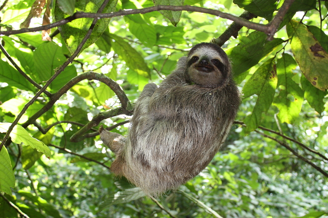 Sloth