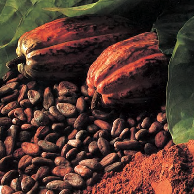 Cocoa Beans. Photo Source: Santa Barbara Chocolate Co. 