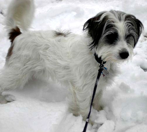 Our dog Espn enjoying the snow. 